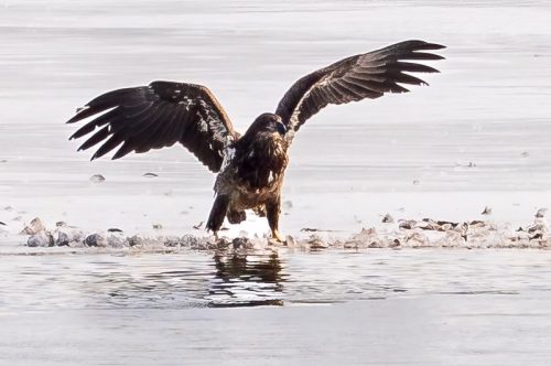 Eagles-si-022325-0002-Edit-3-rm-min