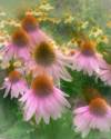 Summer Flowers, Donna Parker, 11 x 14, , Photography, $90.00