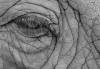 The Eye of Wisdom, Michael Wilson, 11x14, $100