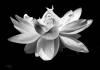 Lotus IR, Donna Parker, 11x8, $200