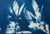 Wallerowang 1, Marie Craig, 14x17, Cyanotype on paper, $425