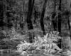 Flooded Wetland, Vicki McKenna, 20x23, platinum/palladium print, $1200