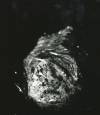 Rising, Vanessa R. Thompson, silver gelatin, 14x18, $600