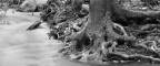 Streamside Dream, Vicki McKenna, 22x39, platinum/palladium print, $3000