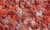 Mold Study 6, Georgina Lewis, 25x15, digital print on Canson Platine paper, $450