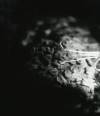 Germination, Vanessa R. Thompson, 14x18, silver gelatin, $600