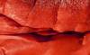 Mold Study 7, Georgina Lewis, 25x15, digital print on Canson Platine paper, $450