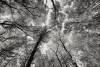 B&W Forest, Michael Wilson, 11x14, $150