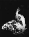Cultivation, Vanessa R. Thompson, 14x18, silver gelatin, $600