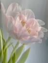 Pink Flowers Dancing, Donna Parker, 11 x 14, , Photography, $90.00