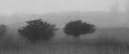 Sea Fog Morning, Vicki McKenna, 16x26, platinum/palladium print, $1200